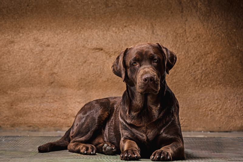 One sign. Several signified.  Photograph of a big brown Labrador retriever. 